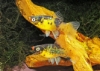 Picture of PLATY-BUMBLE BEE 