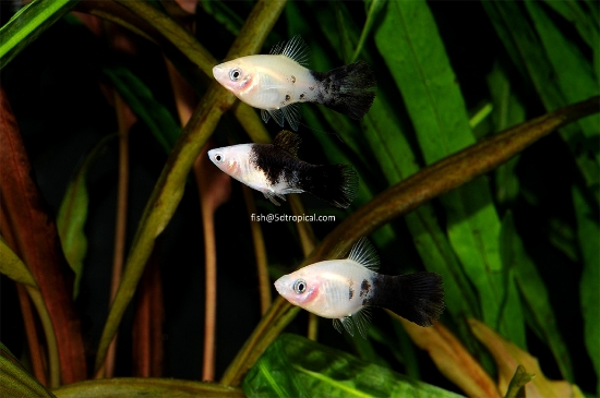 Picture of PLATY-PANDA     