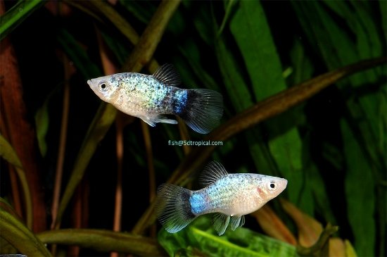 Picture of PLATY-BLUE CALICO 