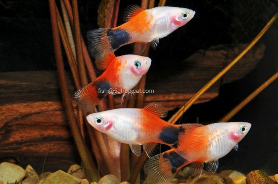 Picture of PLATY-CANDY CANE MICK MOUSE