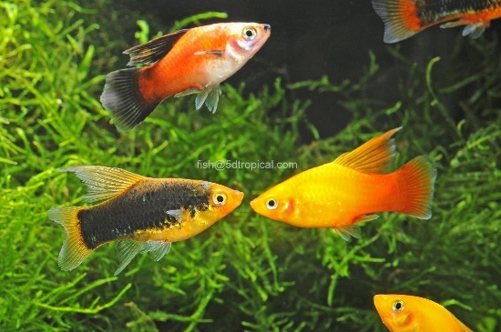 Picture of PLATY-ASSORTED HIGH FIN     