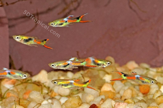 Picture of ENDLER MALE FL           