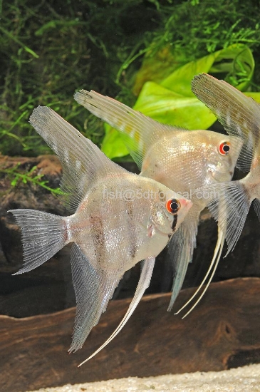 Picture of ANGELFISH-SILVER LRG           