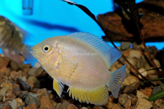 Picture of CICHLID-GOLD SEVERUM REG         