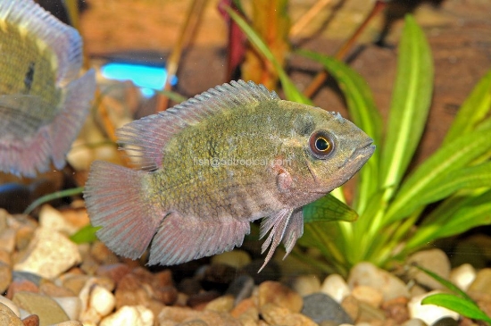 Picture of CICHLID-CHOCOLATE REG       