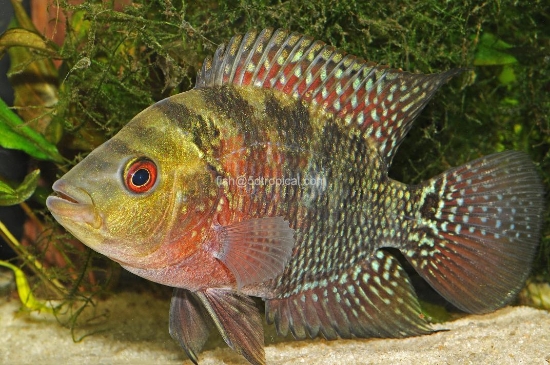 Picture of CICHLID-FLOWER HORN REG (FLORIDA BRED)  