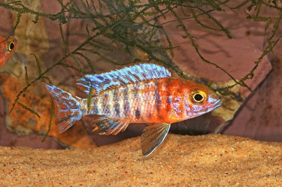 Picture of AFRICAN PEACOCK- OB PEACOCK REG           