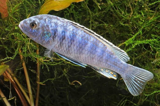 Picture of AFRICAN MBUNA-MELANOCHROMIS EXASPERATUS REG          