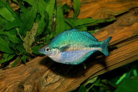 Picture of RAINBOWFISH- TURQUOISE 2.5"          