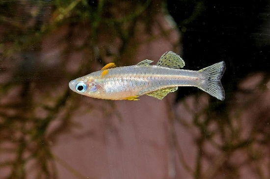 Picture of RAINBOWFISH-P. GERTRUDI MED      