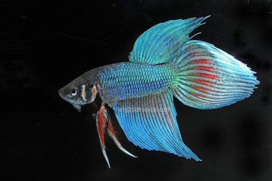 Picture of BETTA-MALE ASSORTED COLORS              