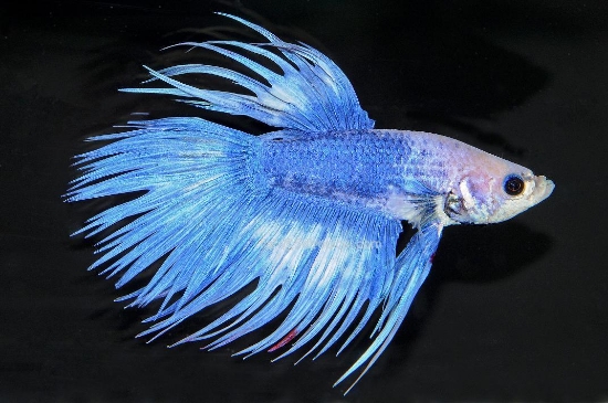 Picture of BETTA-CROWNTAIL MALE           