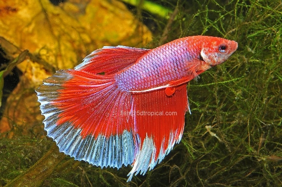 Picture of HALFMOON MALE BETTA      