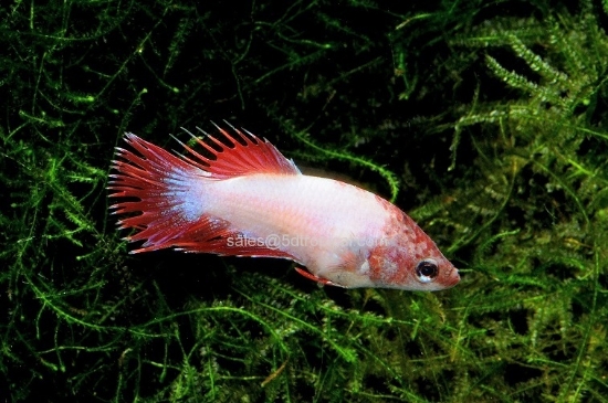 Picture of BETTA - CROWNTAIL FEMALE 