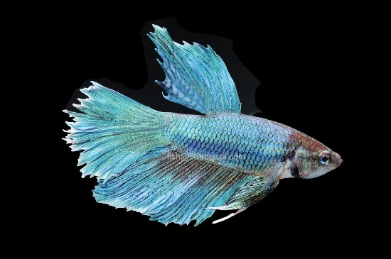 Picture of BETTA-DOUBLETAIL HALFMOON MALE