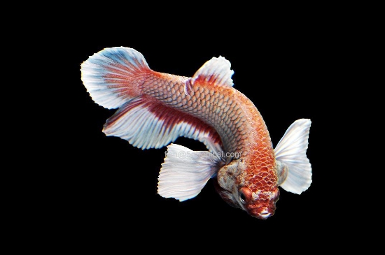 Picture of BETTA-DUMBO MALE       