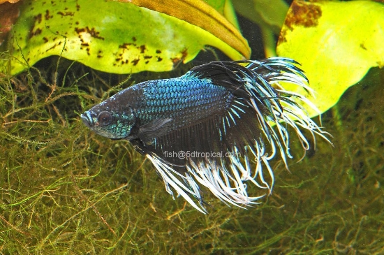 Picture of BETTA-BLACK ORCHID CROWNTAIL MALE-  