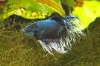 Picture of BETTA-BLACK ORCHID CROWNTAIL MALE-  