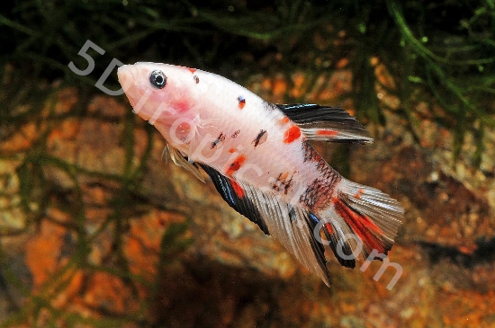 Picture of BETTA-KOI MALE          