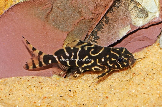 Picture of SYNODONTIS ANGILICUS/EUPTRUS 3"  