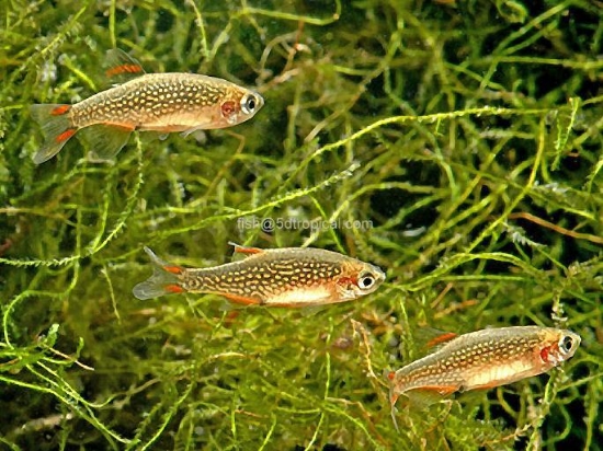 Picture of TETRA-GALAXY RASBORA T.R (CELESTIAL PEARL DANIO)  