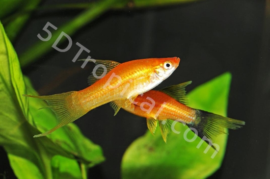 Picture of SWORDTAILS-ASSORTED L/T (IMPORT)   