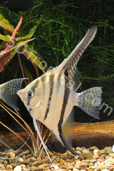 Picture of ANGELFISH-PERU ALTUM ANGEL LG