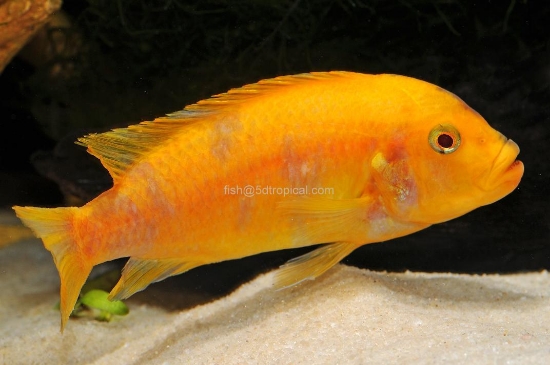 Picture of AFRICAN MBUNA-ALBINO RED BLOTCH ZEBRA REG    