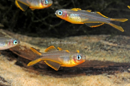 Picture of RAINBOWFISH-P SIGNIFER-              