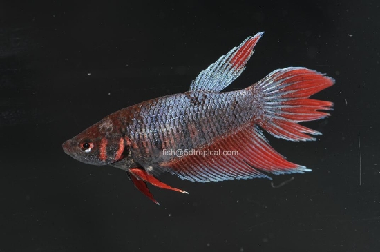 Picture of BETTA-FEMALE-ASSORTED COLORS              