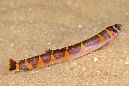 Picture of LOACH-PANGIO KUHLI LG           