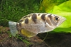 Picture of BANDED ARCHERFISH 2" (FW)           