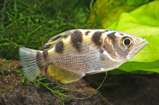 Picture of BANDED ARCHERFISH 2" (FW)           