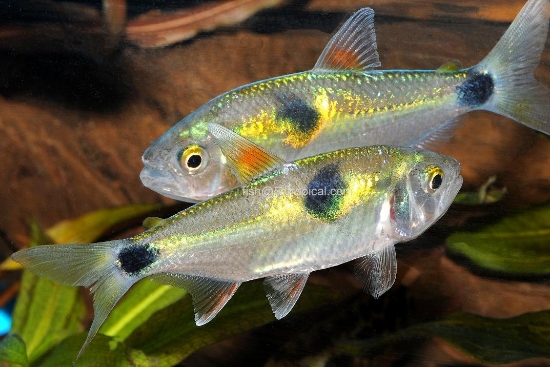 Picture of SOUTH AMERICAN TETRA- BUCKTOOTH TETRA-EXODON PARADOXUS   