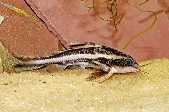 Picture of SOUTH AMERICAN CATFISH-STRIPED RAPHEAL(HUMBUG CAT)        