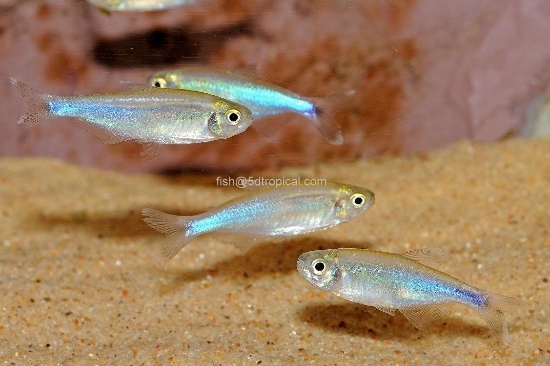 Picture of SOUTH AMRICAN TETRA-BLUE           