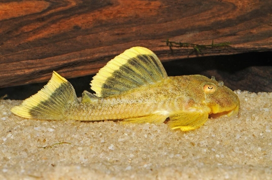 Picture of SOUTH AMERICAN PLECO-L-47 MANGO PLECO