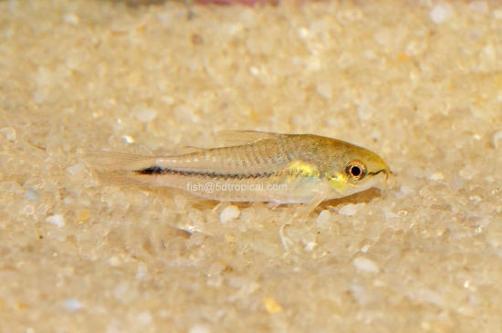 Picture of SOUTH AMERICAN CORYDORAS- PYGMY CORYDORA      