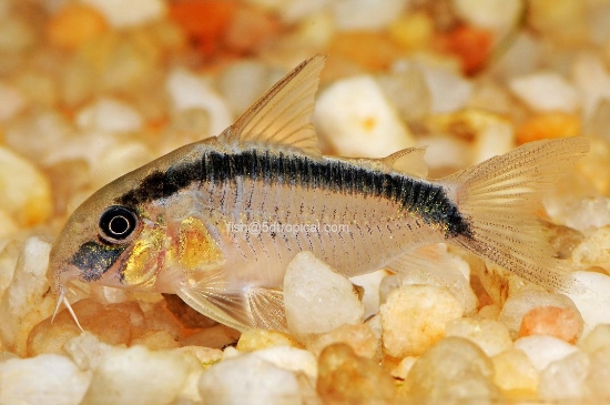 Picture of SOUTH AMERICAN CORY -C. ARCUATUS -SKUNK     