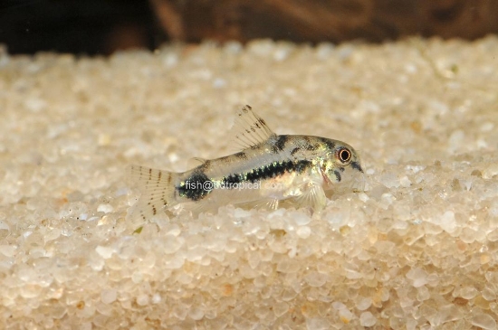 Picture of SOUTH AMERICAN CORY-HABROSUS-SALT & PEPPER CAT      