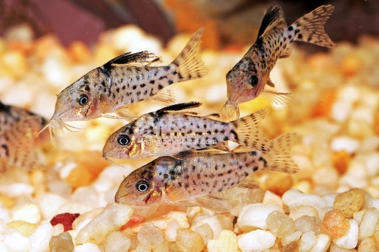 Picture of SOUTH AMERICAN CORY-PUNCTATUS-SPOTTED CATFISH