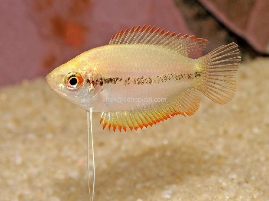 Picture of RED/GOLD HONEY GOURAMI-  