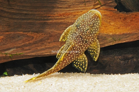 Picture of SOUTH AMERICAN PLECO-L-81 ORNG SEAM-W.W.-     