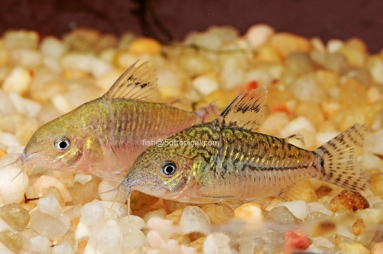 Picture of SOUTH AMERICAN CORY- AGASIZZI CORY- SPOTTED CORY       