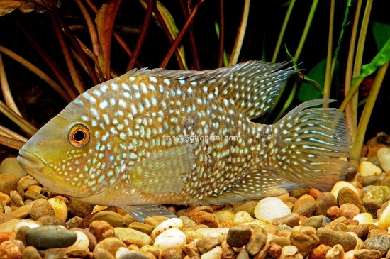 Picture of CICHLID-ELECTRIC BLUE TEXAS (CARPINTIS) MED             