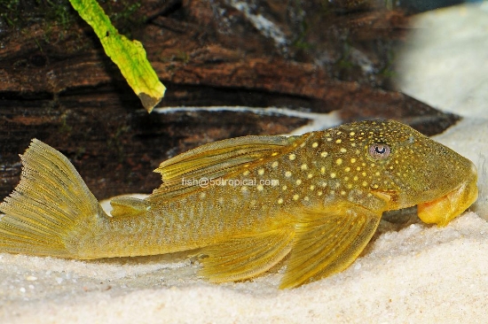 Picture of SOUTH AMERICAN PLECO-L-200 YELLOW LG  