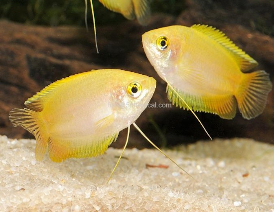 Picture of GOURAMI GOLD HONEY     