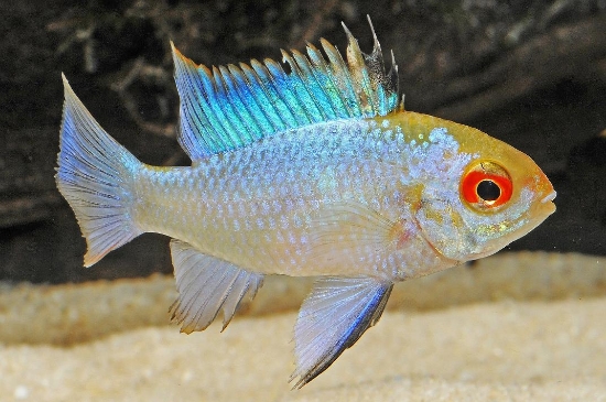 Picture of CICHLID-ELECTRIC BLUE RAM(IMPORT)      