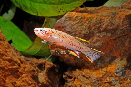 Picture of KILLIFISH-STEEL BLUE F.P.GARDNRI MX SEX