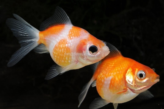 Picture of PEARLSCALE 6-7CM-        